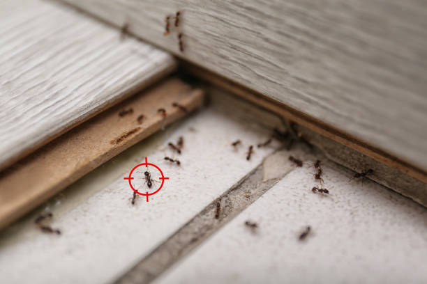 Best Termite Control Services  in Mastic Beach, NY