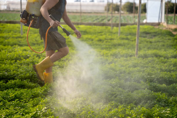 Best Pest Prevention Services  in Mastic Beach, NY
