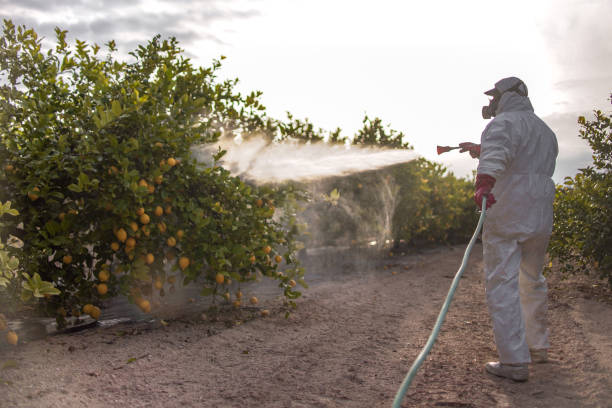 Best Pest Removal Services  in Mastic Beach, NY